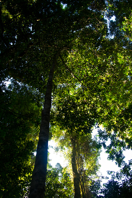 Rainforest Canopy