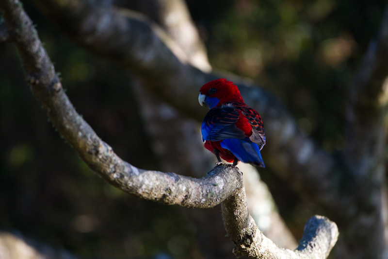 Crimson Rosella