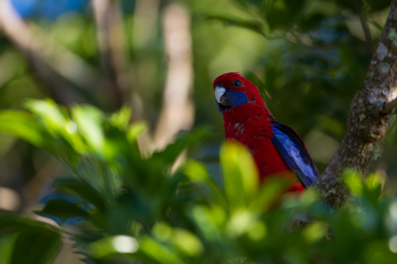 Crimson Rosella