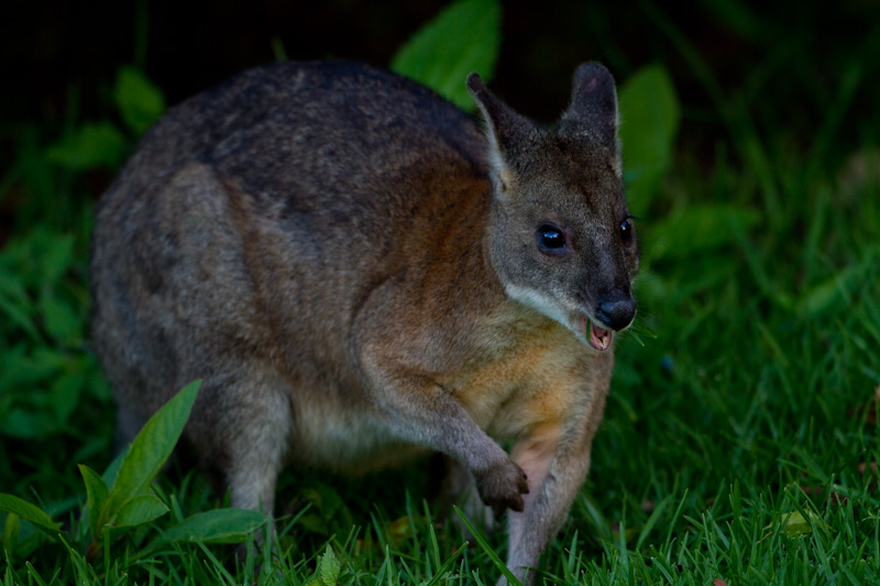 Red-Necked Pademelon