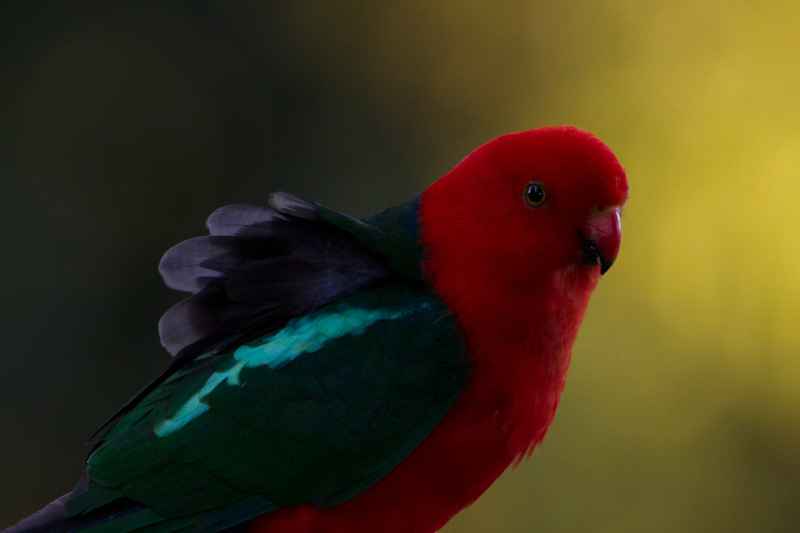 Australian King-Parrot