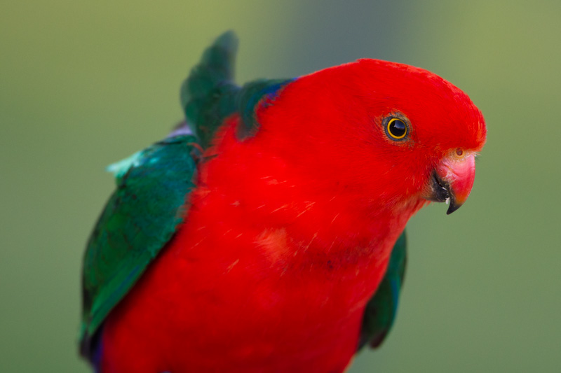 Australian King-Parrot