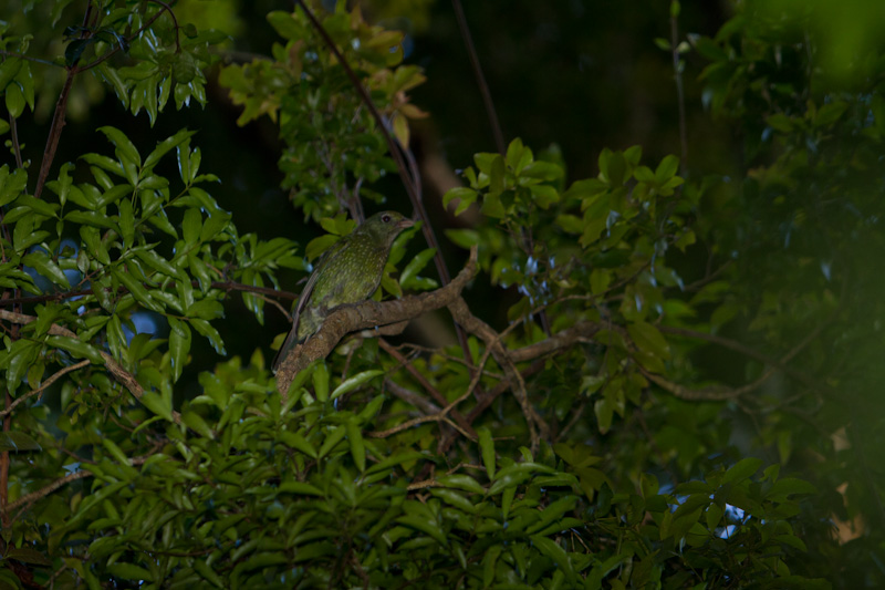 Green Catbird