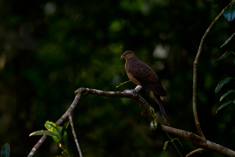 Brown Cuckoo-Dove