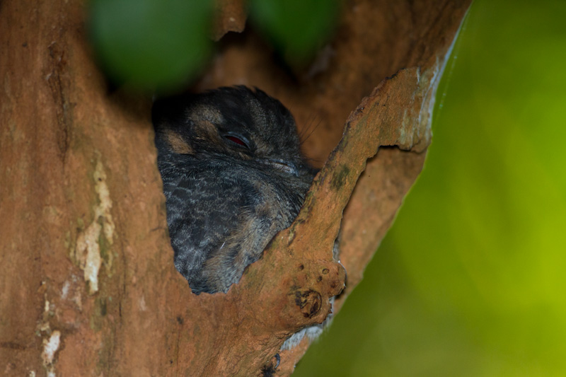 Australian Owlet-Nightjar