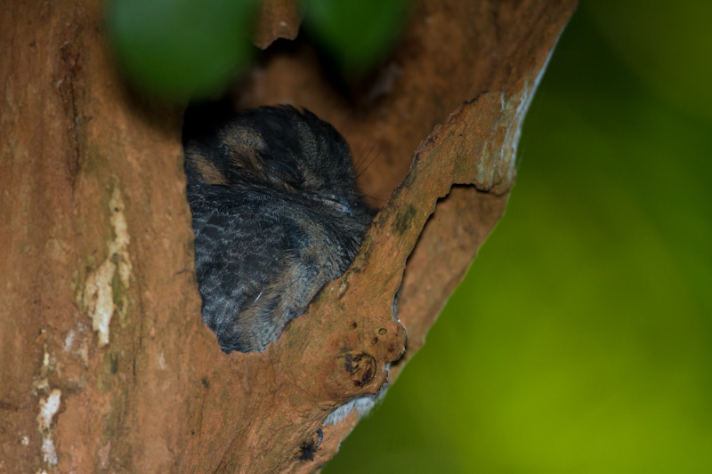 Australian Owlet-Nightjar