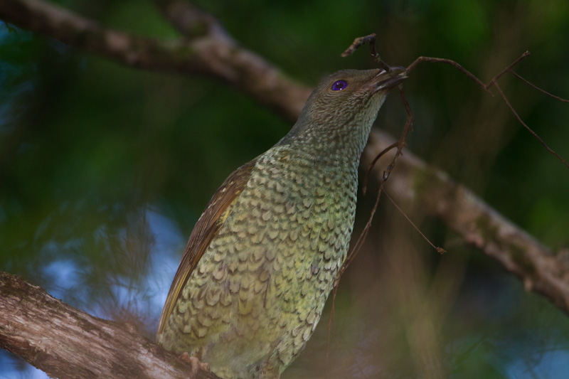 Satin Bowerbird Gathering Nest Material