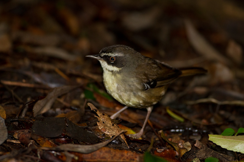 White-Browed Scrubwren