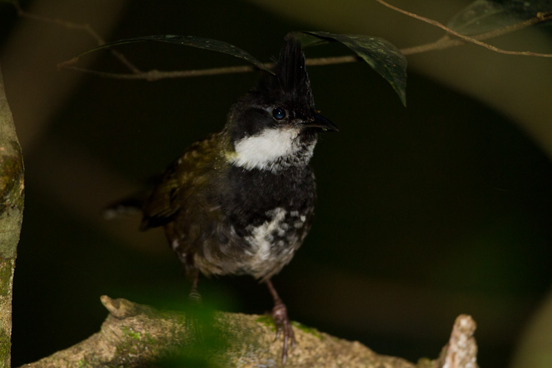 Eastern Whipbird