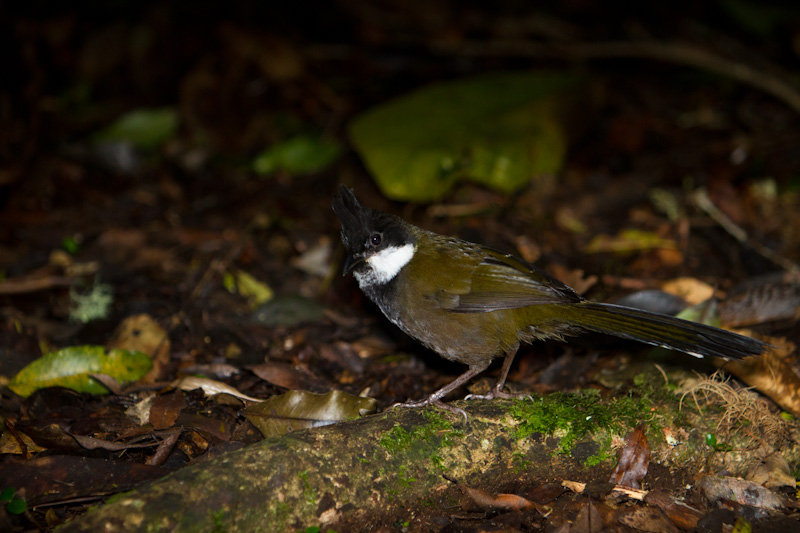 Eastern Whipbird