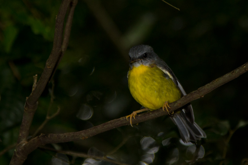 Yellow Robin