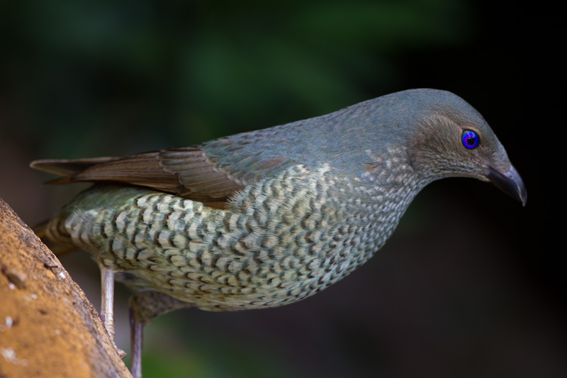 Satin Bowerbird