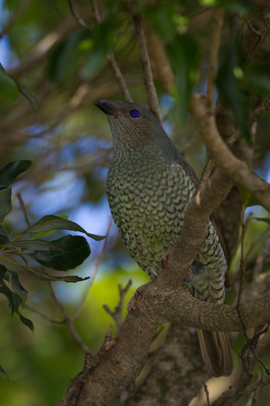 Satin Bowerbird