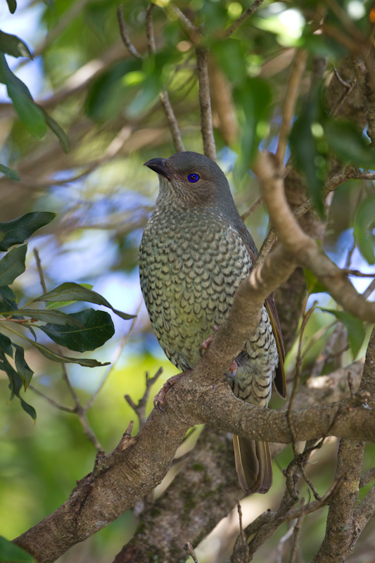 Satin Bowerbird