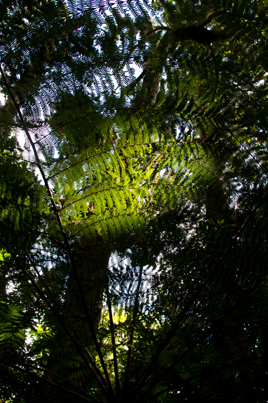Sunlight Through Canopy