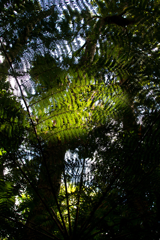 Sunlight Through Canopy