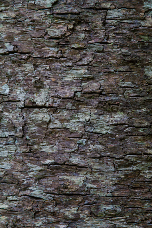 Bark Detail