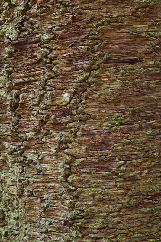 Bark Detail