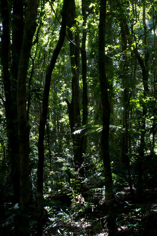 Rainforest