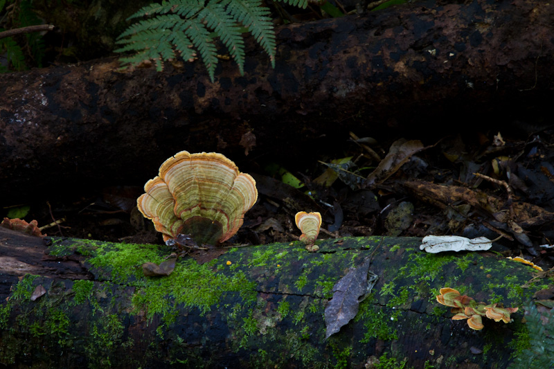 Bracket Fungus On Log