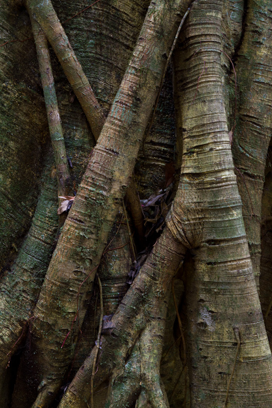 Strangler Fig