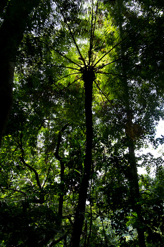 Sunlight Through Canopy