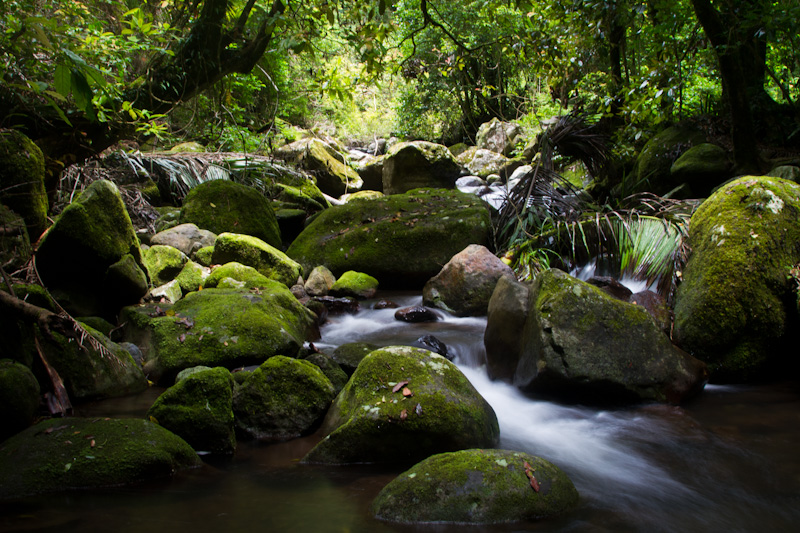 Stream In Rainforest