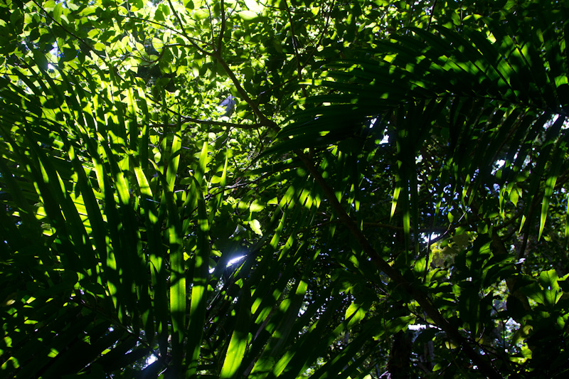 Rainforest Canopy