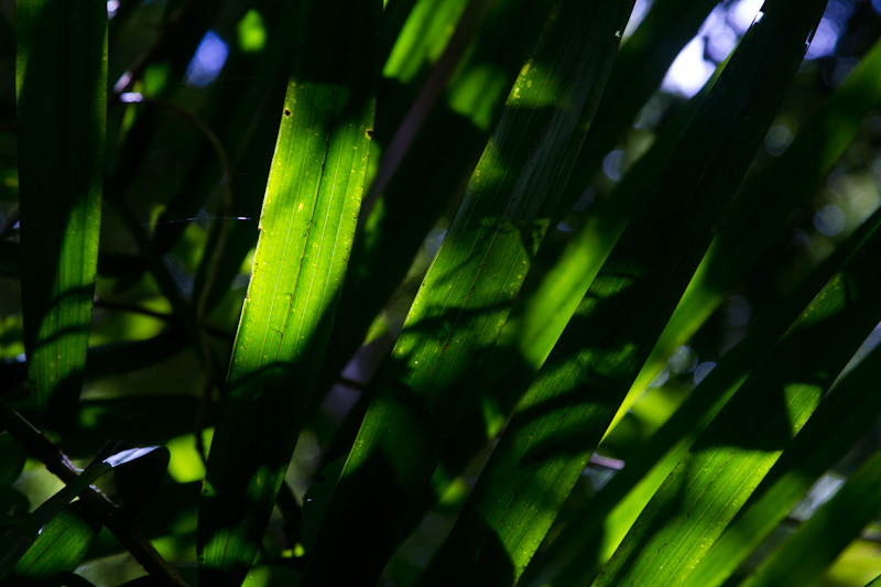 Rainforest Canopy