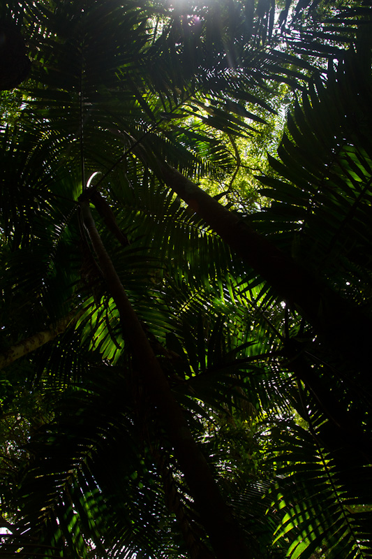 Rainforest Canopy