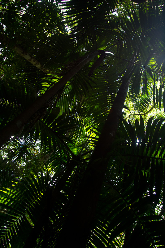 Rainforest Canopy