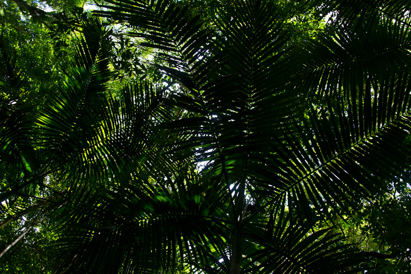 Rainforest Canopy