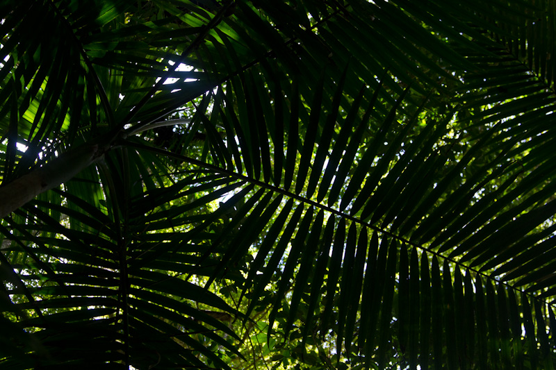 Rainforest Canopy