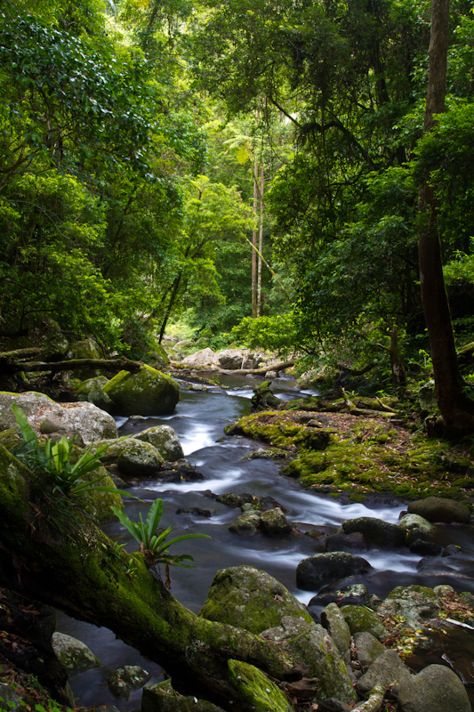 Stream In Rainforest