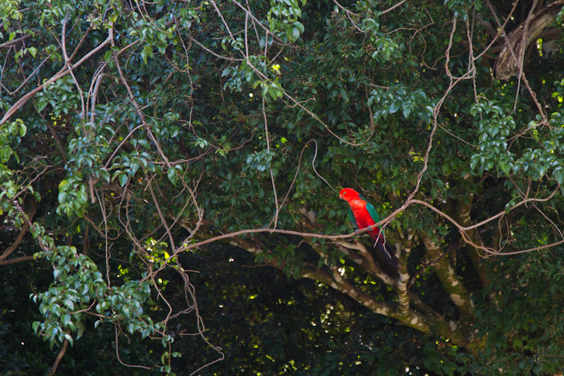 Australian King-Parrot