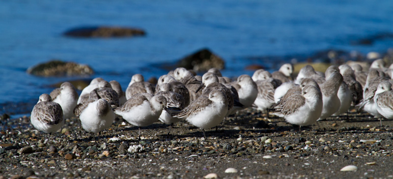 Western Sandpipers