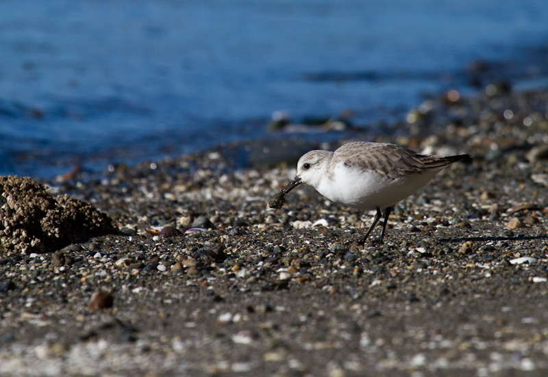 Western Sandpiper