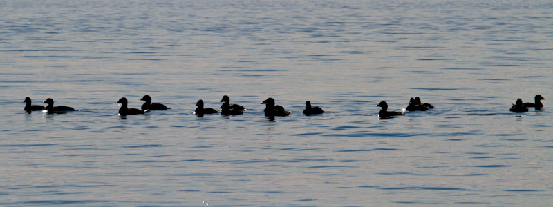 Surf Scoters