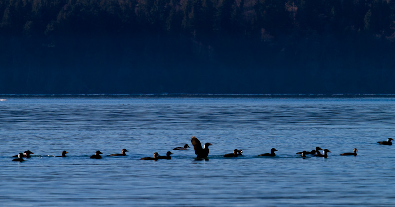 Mixed Flock Of Ducks