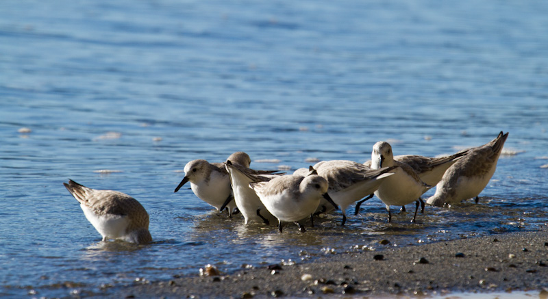 Western Sandpipers