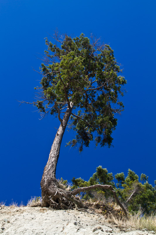 Tree Overhaning Bluff