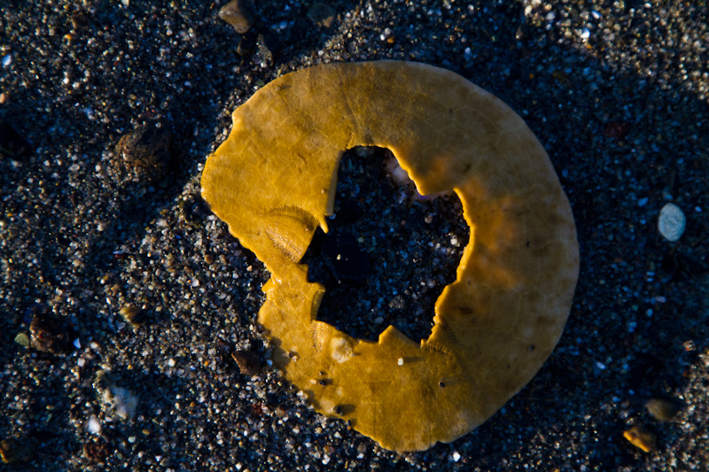 Sand Dollar In Sand