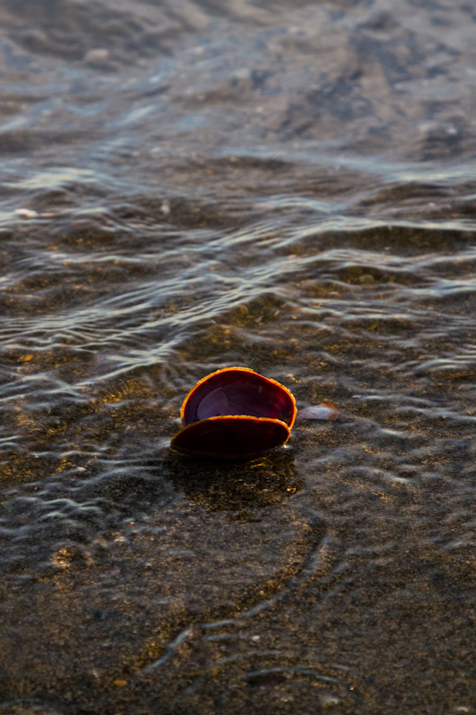 Dark Mahogany-Clam Shell In Surf