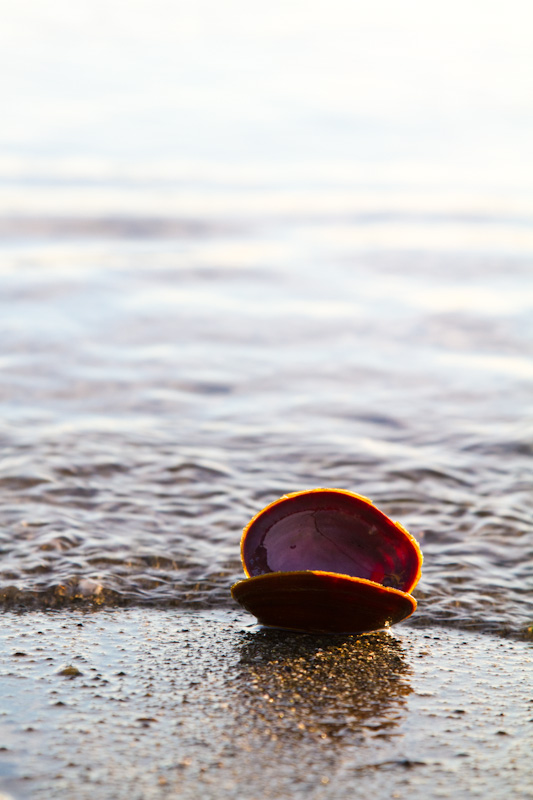 Dark Mahogany-Clam Shell In Surf