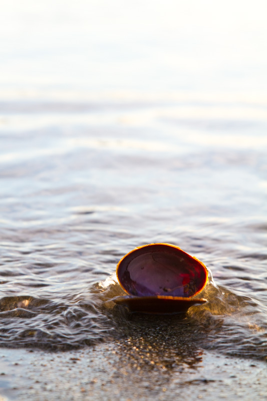 Dark Mahogany-Clam Shell In Surf