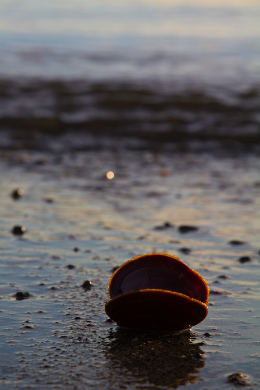 Dark Mahogany-Clam Shell In Surf