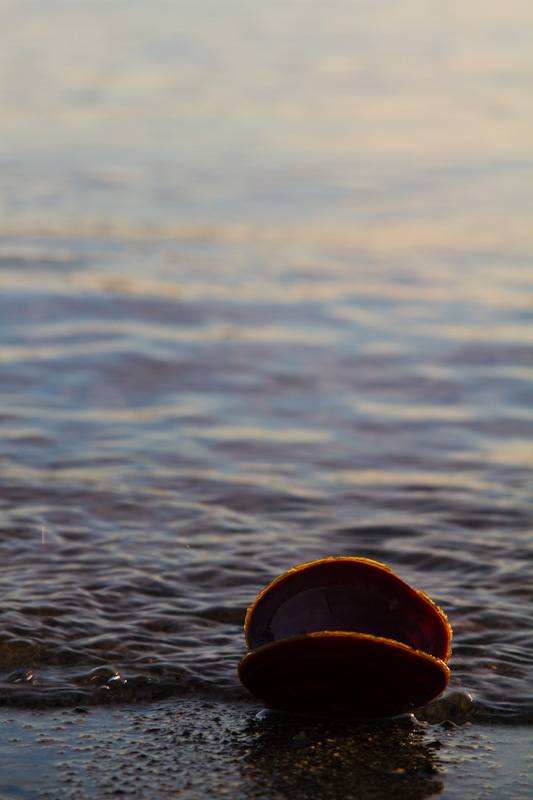 Dark Mahogany-Clam Shell In Surf