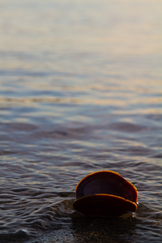 Dark Mahogany-Clam Shell In Surf