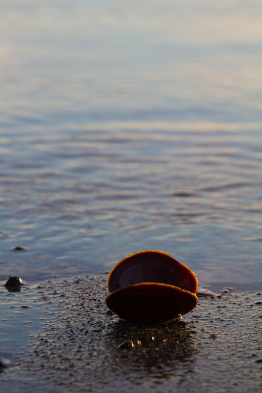 Dark Mahogany-Clam Shell In Surf