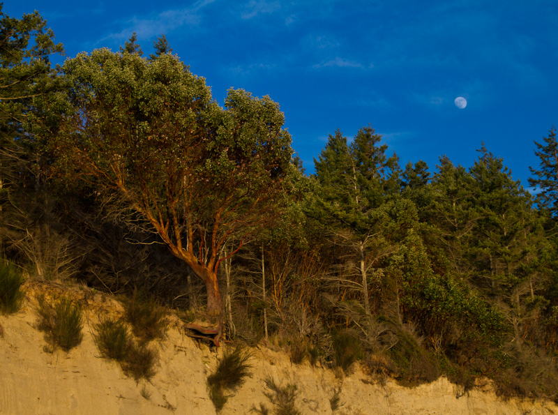 Moon Above Foulweather Bluff